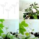 thumbnail image 1 of Paquete de 3, forma de cisne, , riego automático, espiga, planta, aspersor de flores, dispositivo de goteo, 1 of 8