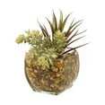 thumbnail image 2 of D&W Silks Yucca Succulent in Glass Cube, 2 of 2