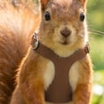 thumbnail image 7 of Squirrel Harness and Leash, Adjustable Traction Rope, Small Animal Training Walking Vest Leash for Squirrel Gerbil Chinchilla Rat Brown, 7 of 7