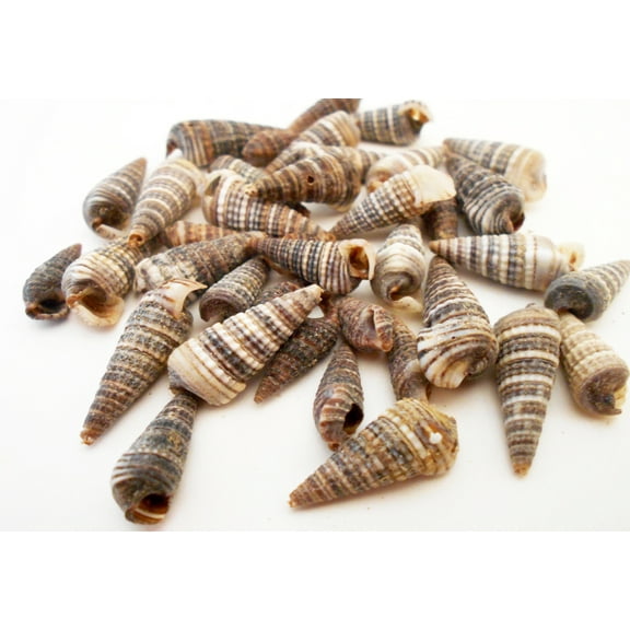 1 Cup (4 oz / 250 ) Cerithium Sulcata ("Screw") Shells Seashells 1/2" - 1" size for Crafts and Beach Cottage Decor