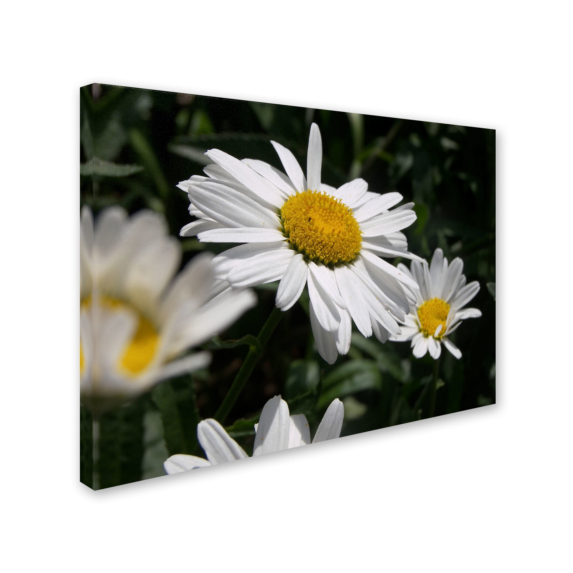 Trademark Fine Art "Dominating Beauty" Canvas Art by Monica Fleet