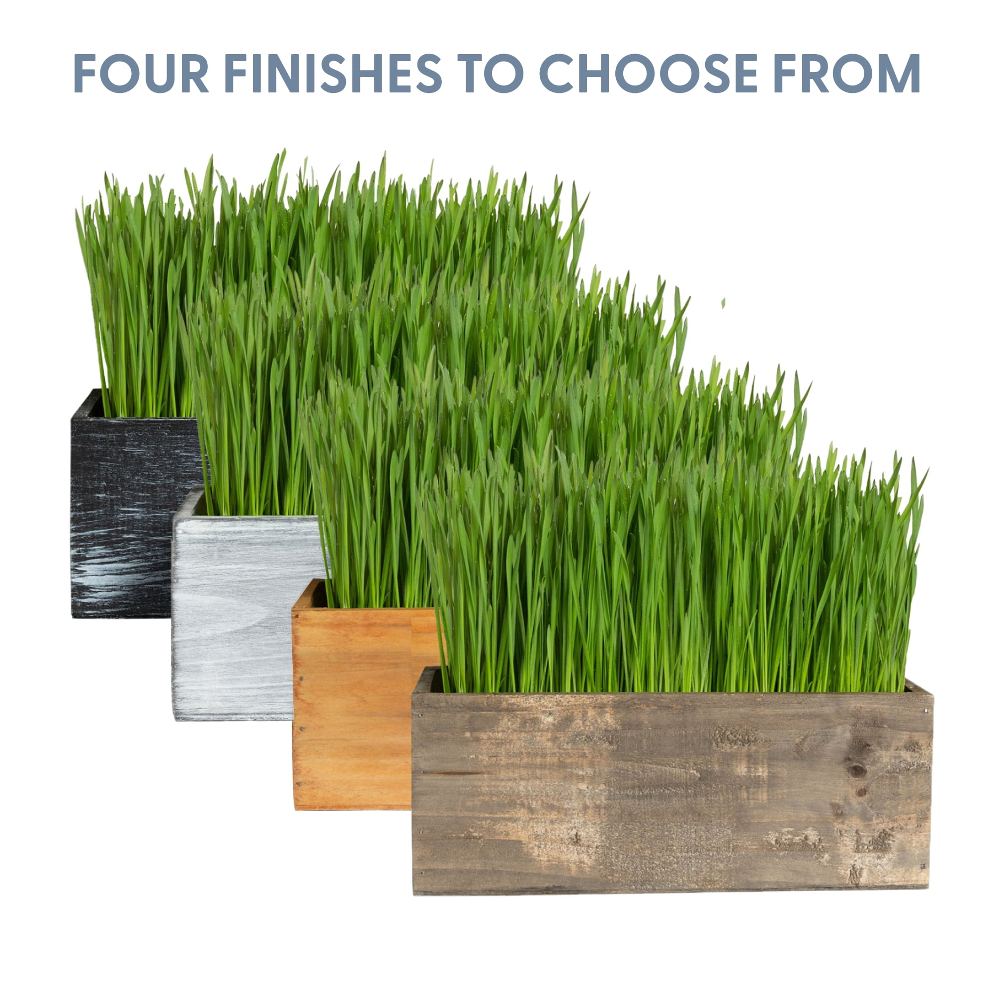 The Cat Ladies Cat Grass Kit complete with Rustic Wood Planter, Organic Seed and Soil. Easy to Grow