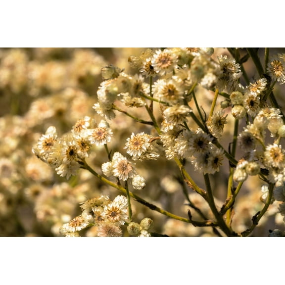 Seedville 100 Sweet Everlasting Flower Seeds