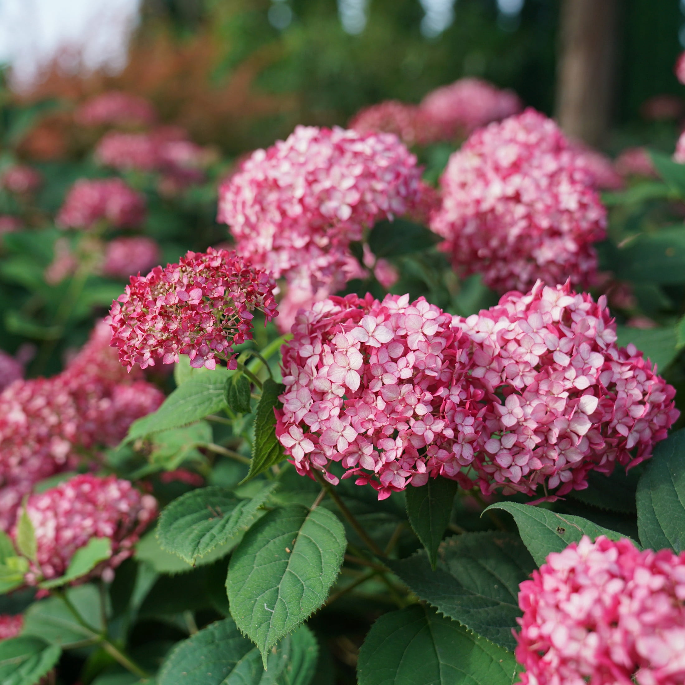 Proven Winners ColorChoice 6" Red Invincibelle Ruby Smooth Hydrangea Live Plant in 7.5" Pot