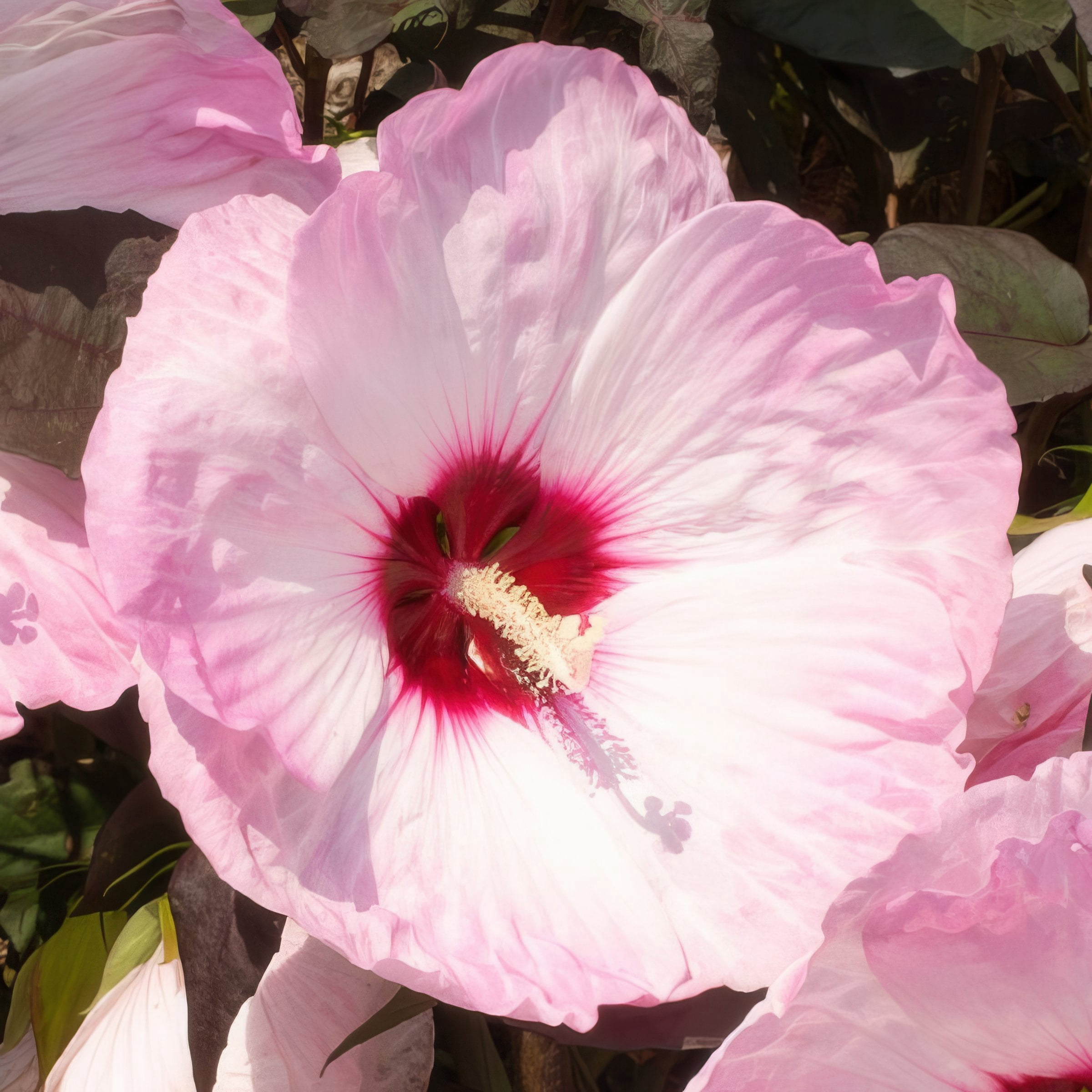 National Plant Network Bare Root Hibiscus Head Over Heels Blush (5-Pack)