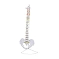 thumbnail image 3 of Modelo De Vertebral Humana Esqueleto Detallado Para Ayuda Didáctica Herramienta De Aprendizaje Educativo Estilo A, 3 of 8