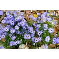 thumbnail image 4 of Seedville 200 Swan River Daisy Flower Seeds, Attracts Bees Birds Butterflies, 4 of 11