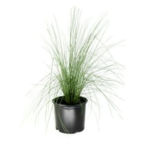 National Plant Network 3 gal. White Cloud Muhly Grass Plant