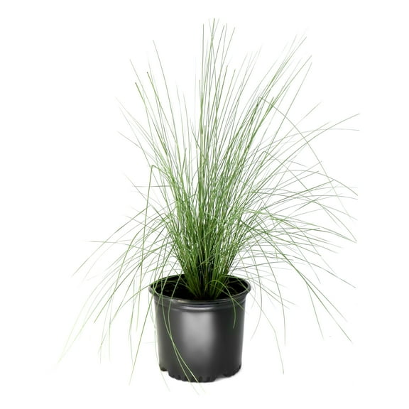 National Plant Network 3 gal. White Cloud Muhly Grass Plant