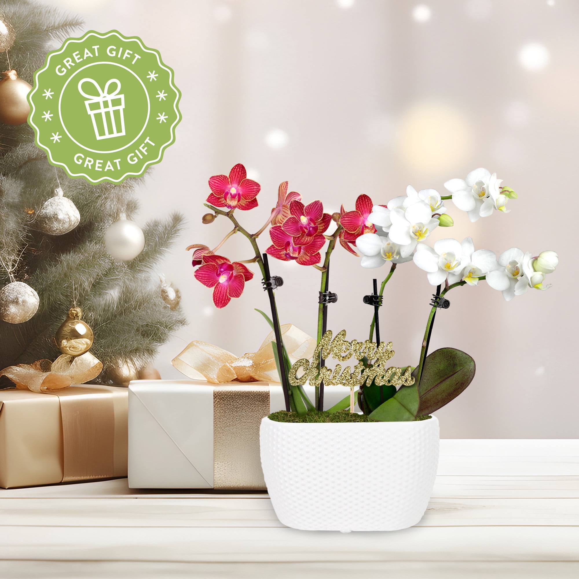 Just Add Ice 6-10" Red and White Orchid Duo Live Plants in 4" White Ceramic Planter with Merry Christmas Pick, House Plant