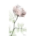 thumbnail image 4 of Albert Koetsier 9x14 Black Modern Wood Framed Wall Art Titled - Loving Rose 1, 4 of 6