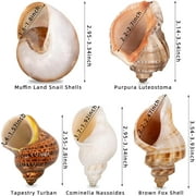 Sinkoo 5 Pcs Large Hermit Crab Shells Natural Sea Conch Size 2.8 - 3.9, Opening Size 1.5 - 2.5 Turbo Seashells for Hermit Crab Supplies and Beach Decoration Large Sea Shell