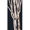 thumbnail image 2 of Murdock, Ramona 18x32 White Modern Wood Framed Museum Art Print Titled - Birch Tree II, 2 of 4