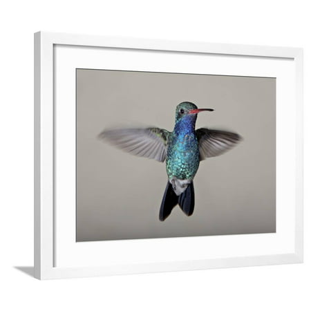 Male Broad-Billed Hummingbird in Flight, Madera Canyon, Coronado National Forest, Arizona Framed Print Wall