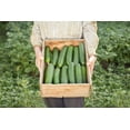 thumbnail image 5 of TomorrowSeeds - Persian Cucumber Seeds - 50+ Count - For 2025 Planting Lebanese Middle Eastern, 5 of 11