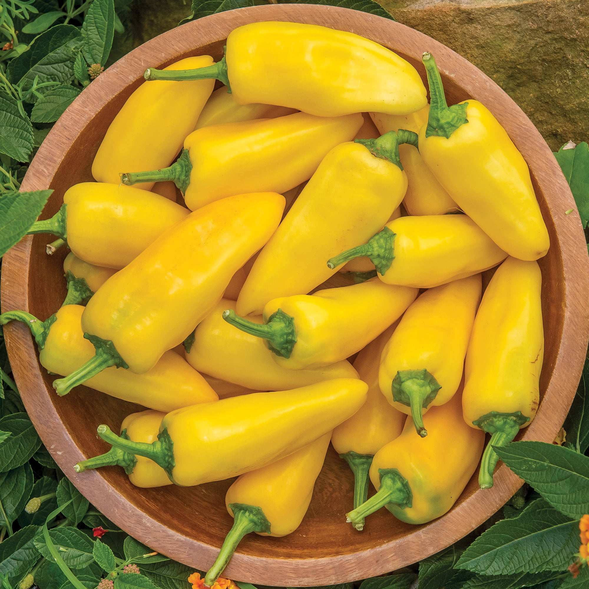 Burpee Lemon Dream Sweet Pepper Vegetable Seed, 1-Pack