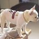 thumbnail image 3 of Collar de perro con cadena de oro Collar de perro lindo Collar de oro para mascotas Joyas de metal ligero para perros Bulldog, 3 of 5