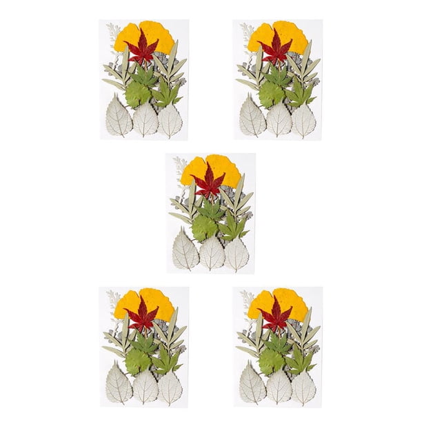 Matsuzay Suministros decorativos de decoración de hojas prensadas en relieve de hojas secas naturales para tarjetas de boda de resina Hoja hoja verde 9 5Conjunto