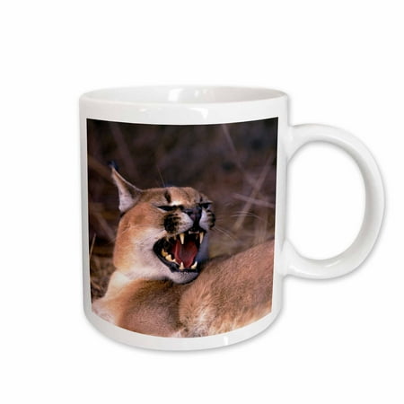 

3dRose Africa. Snarling Caracal wildlife - NA02 SWE0037 - Stuart Westmorland Ceramic Mug 11-ounce