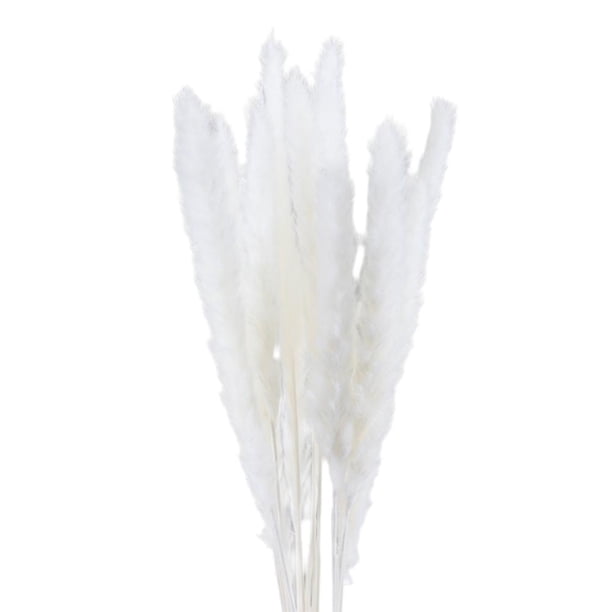 Phagmites De Hierba De Pampas Secas Pequeñas Decoración De Fragmitas Pequeños De Pampas Pequeños De Hierba De Decoración De Flores Secas Para Bodas En El Hotel seitruly HA044444-07