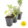 thumbnail image 3 of 1 Chef’s Choice Herb Plant Trio: Live Aromatic Culinary Herbs in 3.5" Cubes | Garden-Ready Tuscan Blue Rosemary, Sage & Thyme Plants with Fresh Savory Flavor for Cooking, Containers & Home Gardens, 3 of 9