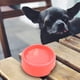 thumbnail image 5 of Cuenco para gatos, cuenco para perros, cuenco de plástico para gatos, cuenco para beber para gatos, paquete de 4, 5 of 5