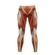 thumbnail image 4 of Women's High Waisted Leggings Anatomical Muscle Leggings Muscle Printed Fitness Pants Leggings for Girls Pilates Spring Women, 4 of 5