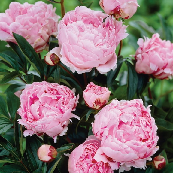 Van Zyverden Peonies Sarah Bernhardt Set of 5 Plant Roots Pink Part Sun