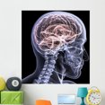 thumbnail image 1 of Skeleton X-ray Brain 1 Wall Mural by Wallmonkeys Peel and Stick Graphic (48 in H x 44 in W) WM281009, 1 of 4
