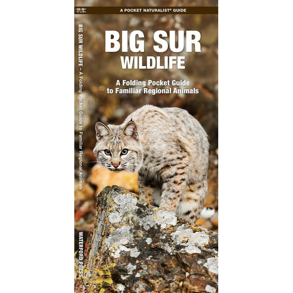 Wildlife and Nature Identification: Big Sur Wildlife : A Folding Pocket Guide to Familiar Regional Animals (Other)