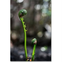 Trademark Fine Art "Fern Unfolding" Canvas Art by Kurt Shaffer