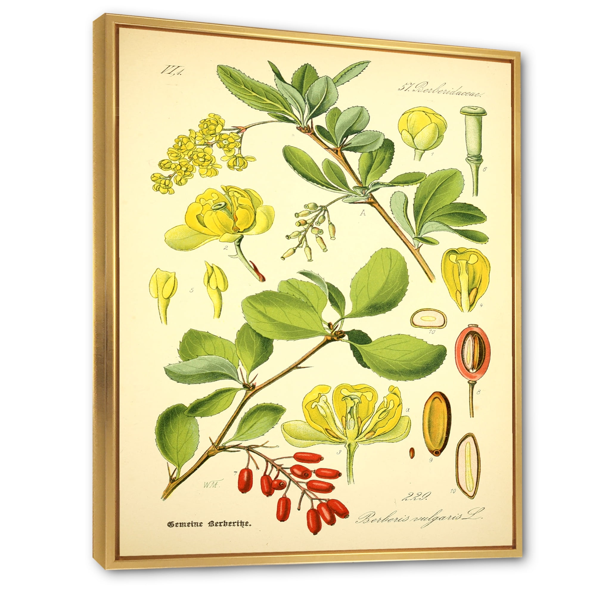 Designart 'Ancient Plant Life II' Traditional Framed Canvas Wall Art Print