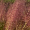 thumbnail image 4 of Expert Gardener Pink Muhly Grass (2.5 Gallon) Tall Ornamental Perennial with Airy Plume Heads - Full Sun Live Outdoor Plant, 4 of 6