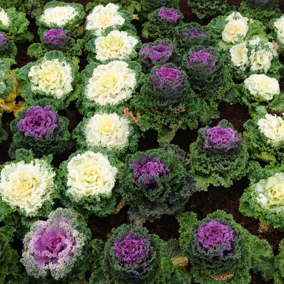 Kamome Series Flowering Kale Garden Seeds - Mix - 1000 Seeds - Non-GMO Vegetable Gardening Seed - Brassica Oleracea