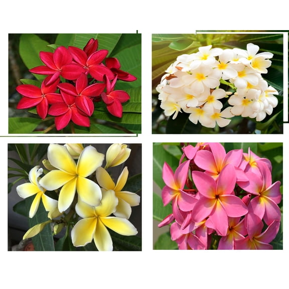 Hawaiian Mixed Plumeria Plant Cuttings 9 Inch Long (4 Count) Red, Yellow, White, Pink