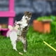 thumbnail image 3 of Juguete Interactivo Para Gatos Juguete Interactivo Con Plumas Para Gatos, 3 of 6