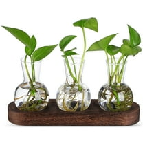 Zehuanyu Transparent Hydroponic Vase with Basket for Fish Tank Decorations and Office Use