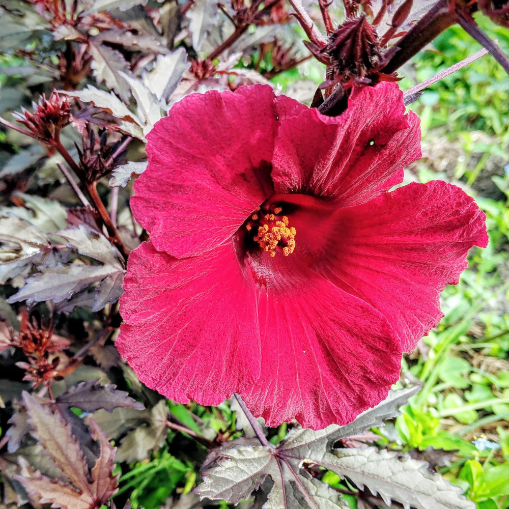 2 Cranberry Hibiscus Plants Live, Hibiscus Flower Plants, Outdoor Growing From 5 Inches