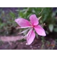 thumbnail image 4 of 100 Pink GAURA WHIRLING BUTTERFLIES Gaura Biennis Flower Seeds, 4 of 5