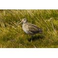 thumbnail image 2 of Illg, Cathy and Gordon 24x17 Black Ornate Wood Framed with Double Matting Museum Art Print Titled - Falkland Islands, Sea Lion Is Magellanic snipe, 2 of 4