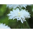 thumbnail image 3 of 100 Seeds| Crazy Daisy (Ox Eye) Seeds - Authentic Seeds~GMO Free~ Seeds~Flower seeds~Vegetable seeds~ Asian Garden~Herb B5G1, 3 of 4