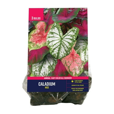 Van Zyverden Caladium Mix (Set of 3 Dormant Bulbs) Full Shade, Multi-Color, Annual