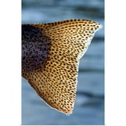 Great BIG Canvas | Rolled Poster Print entitled Close up of the tail of a Rainbow Trout backlit by sunshine, Kenai River, Alaska