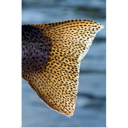 Great BIG Canvas | Rolled Poster Print entitled Close up of the tail of a Rainbow Trout backlit by sunshine, Kenai River, Alaska
