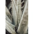 thumbnail image 2 of 1x Studio III 11x14 White Modern Wood Framed Museum Art Print Titled - Aloe_001, 2 of 4