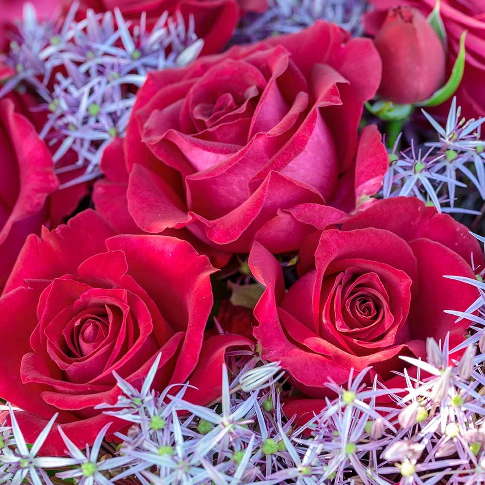Stiletto Rose by Heirloom Roses Hybrid Tea Rose Ready To Plant