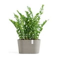 thumbnail image 4 of Ecopots Sofia Durable Modern Oval Indoor/Outdoor Recycled Based Composite Flower Pot Planter w/ Water Reservoir, Taupe, 12", 4 of 4