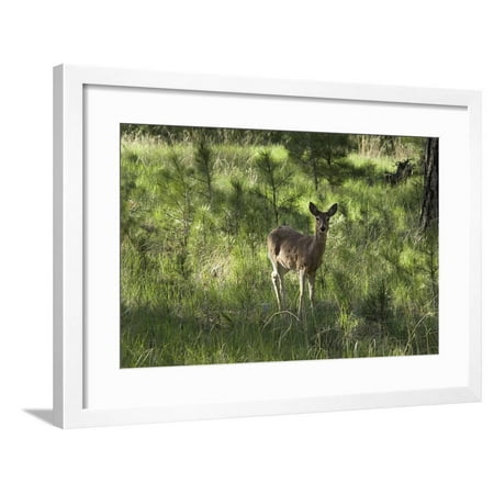 White-Tailed Deer in a Forest of the Black Hills, South Dakota Framed Print Wall Art