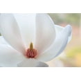thumbnail image 2 of Jaynes Gallery 24x17 Gold Ornate Wood Framed with Double Matting Museum Art Print Titled - Washington State-Seabeck Close-up of tulip magnolia blossom, 2 of 4