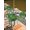 White, variant on Green Gnomes St. Patrick's Day Outdoor Tablecloth - 60x84 Inch Rectangle Dining Table Cover, Lucky Clovers Rainbow Waterproof Outdoor Table Cloth with Umbrella Hole & Zipper for Picnic/Patio/Party